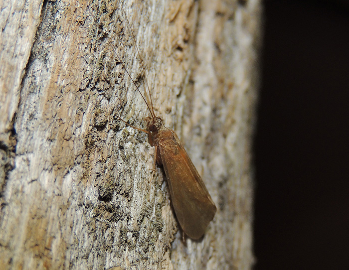 Limnephilidae: Anabolia sp.? - No, Hydropsychidae